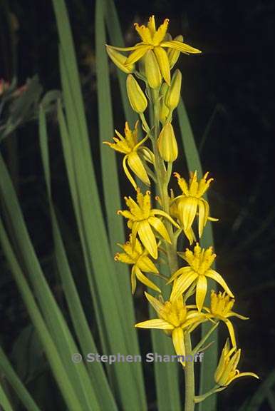 narthecium californicum 2 graphic